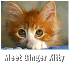 Meet Ginger Kitty
